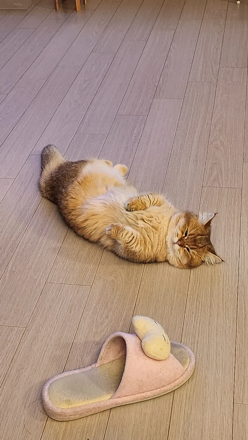 조재