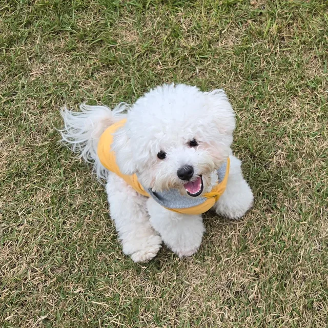 뿌이뿌뿌이