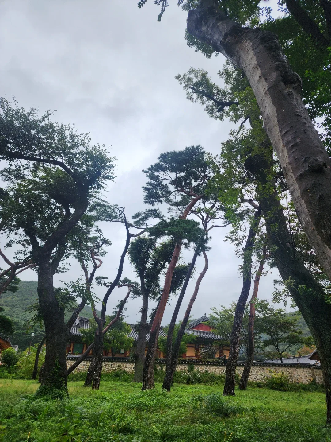 가우스