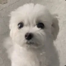 하양이