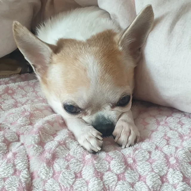 치와와