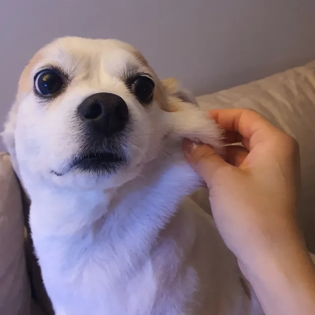 니루