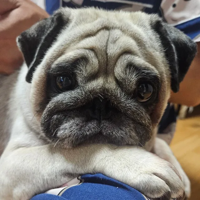 도나리담