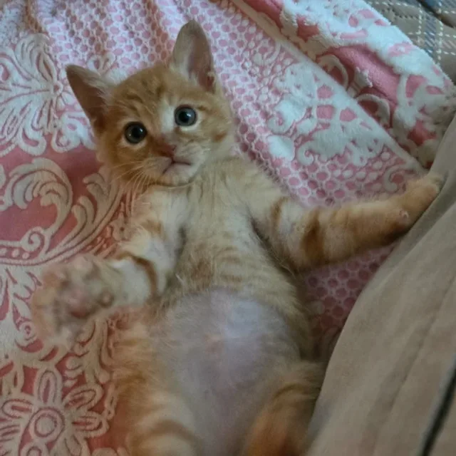 천사