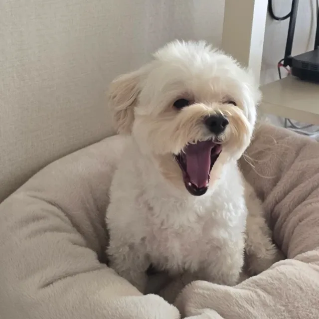 바코