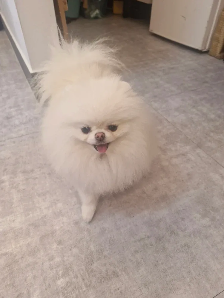 코코넛