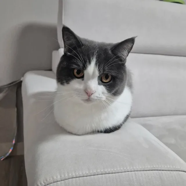 쫑쫑