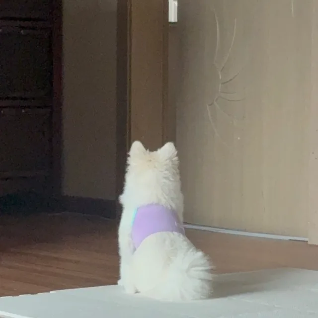 마이쭈