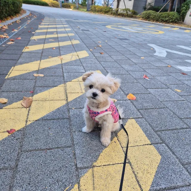 호빵은귀요미