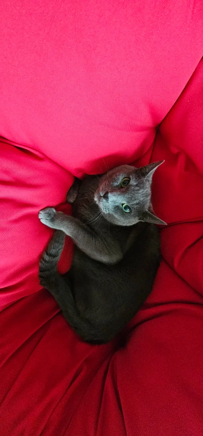 푸다닦치킨