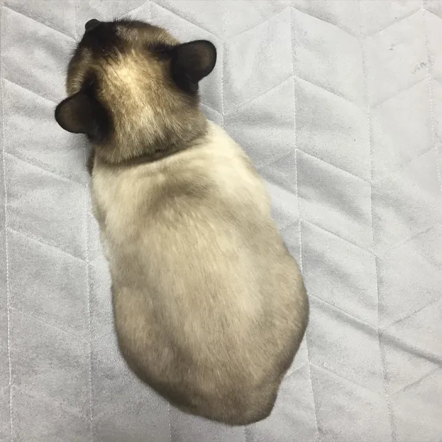 포포
