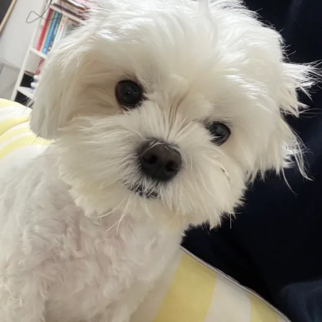 찹쌀