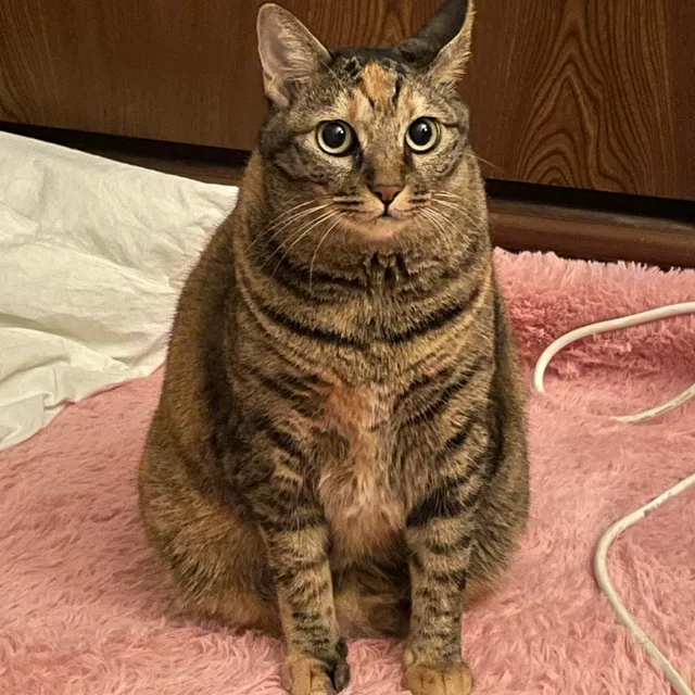 냥치