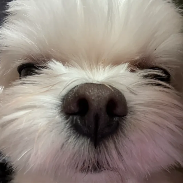 삐약이