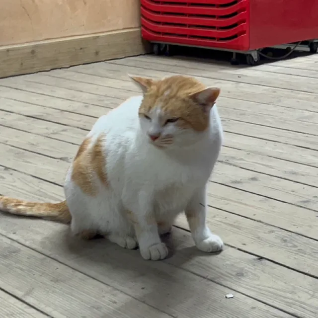 모쟁