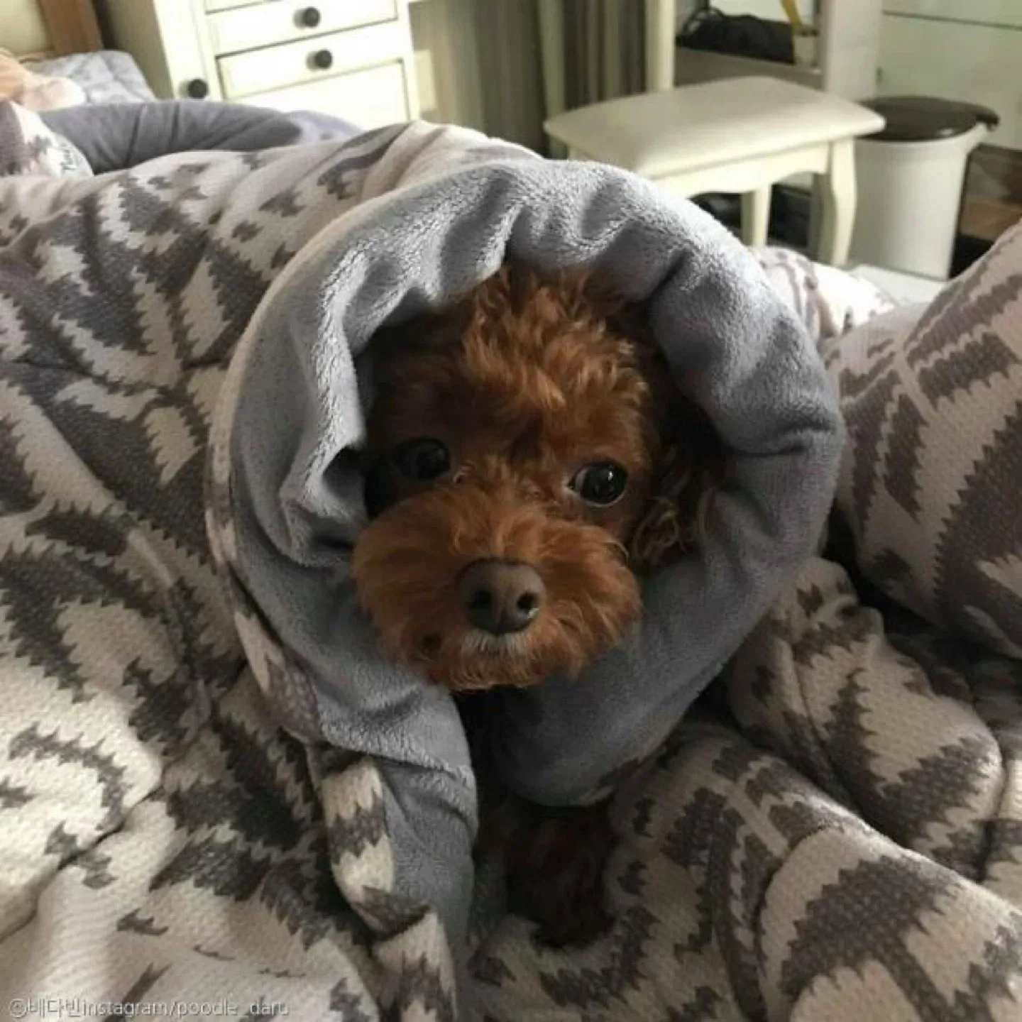 하쵸코