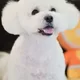 이콩모모