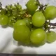 포도