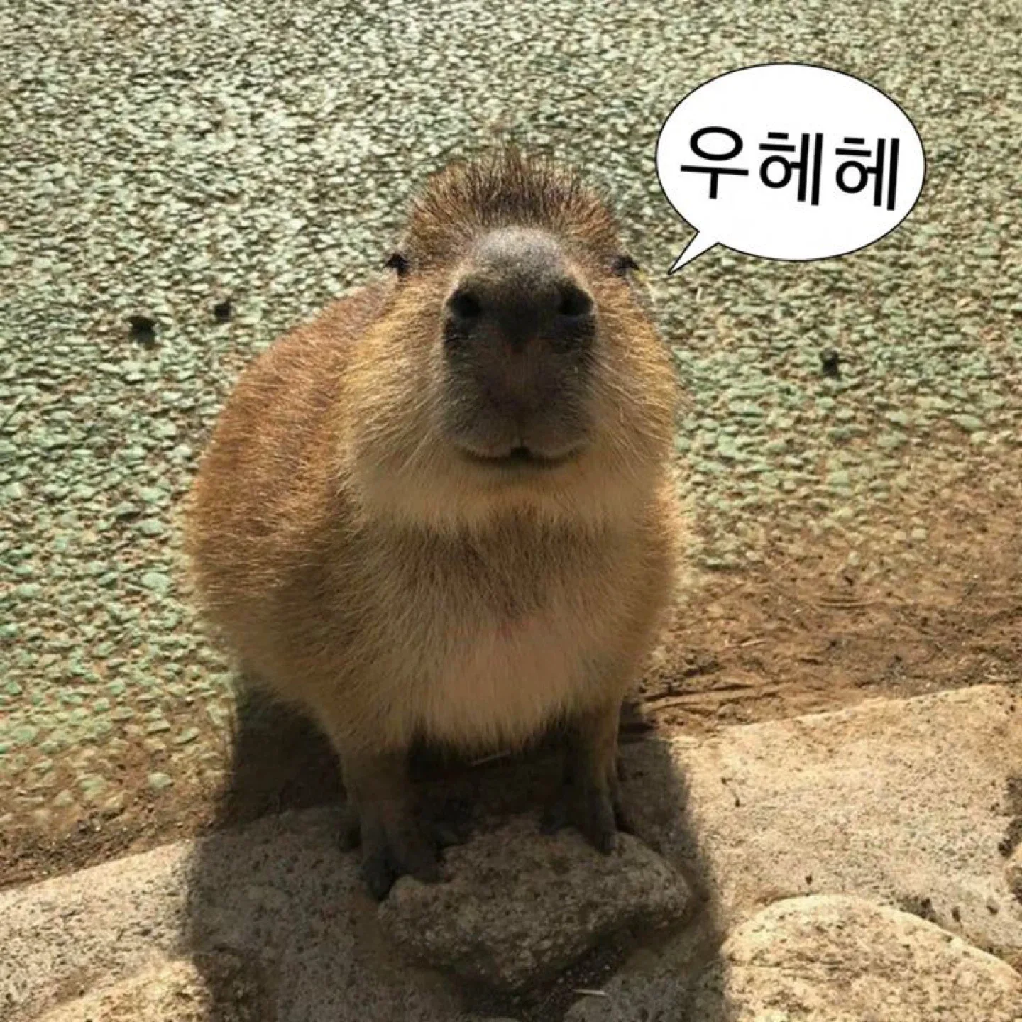 카피바라