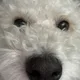 뽈이
