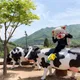 보루보루