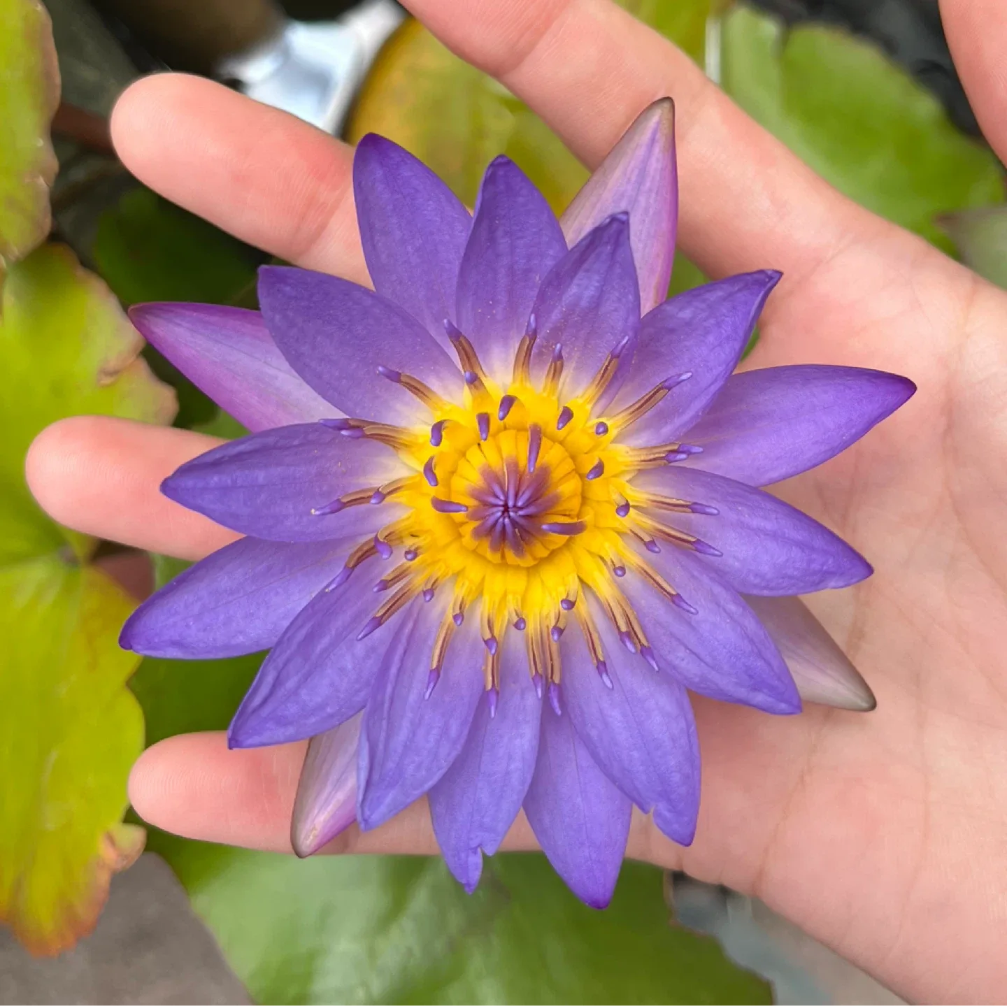 힝달