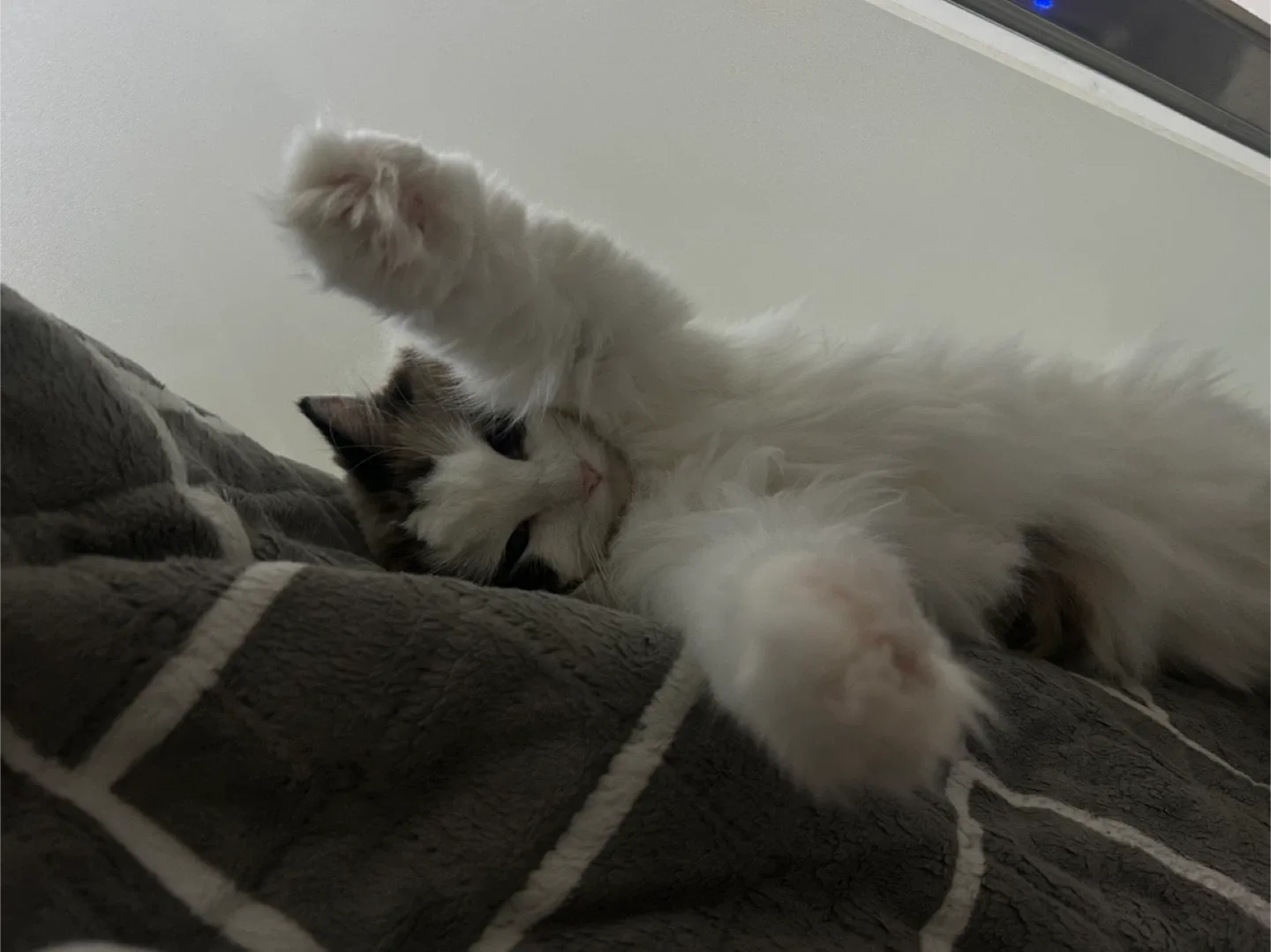 냥냥이
