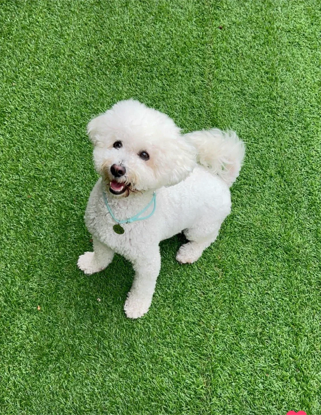 몽고