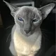 고양시고양이