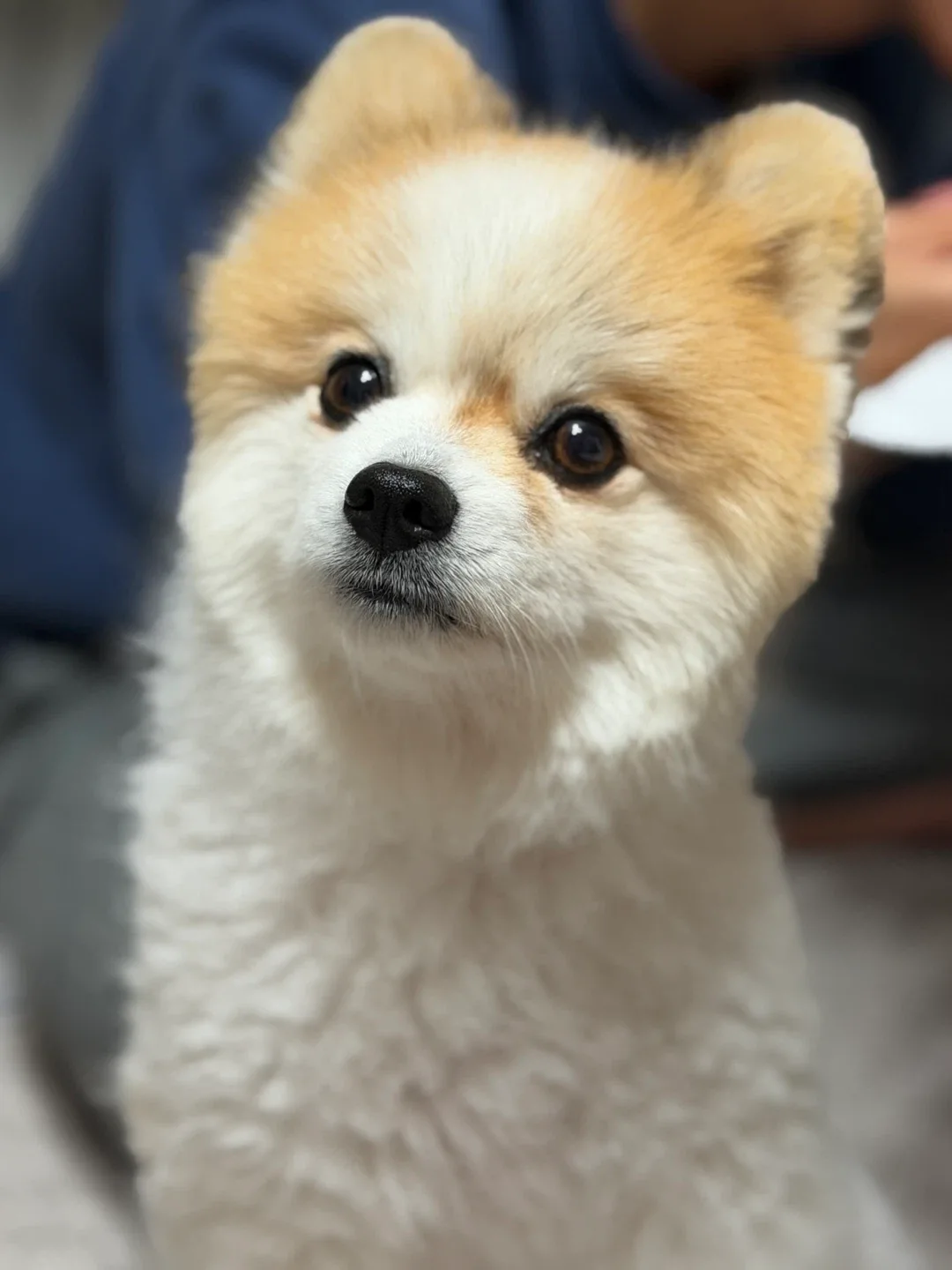 뚱이챠챠