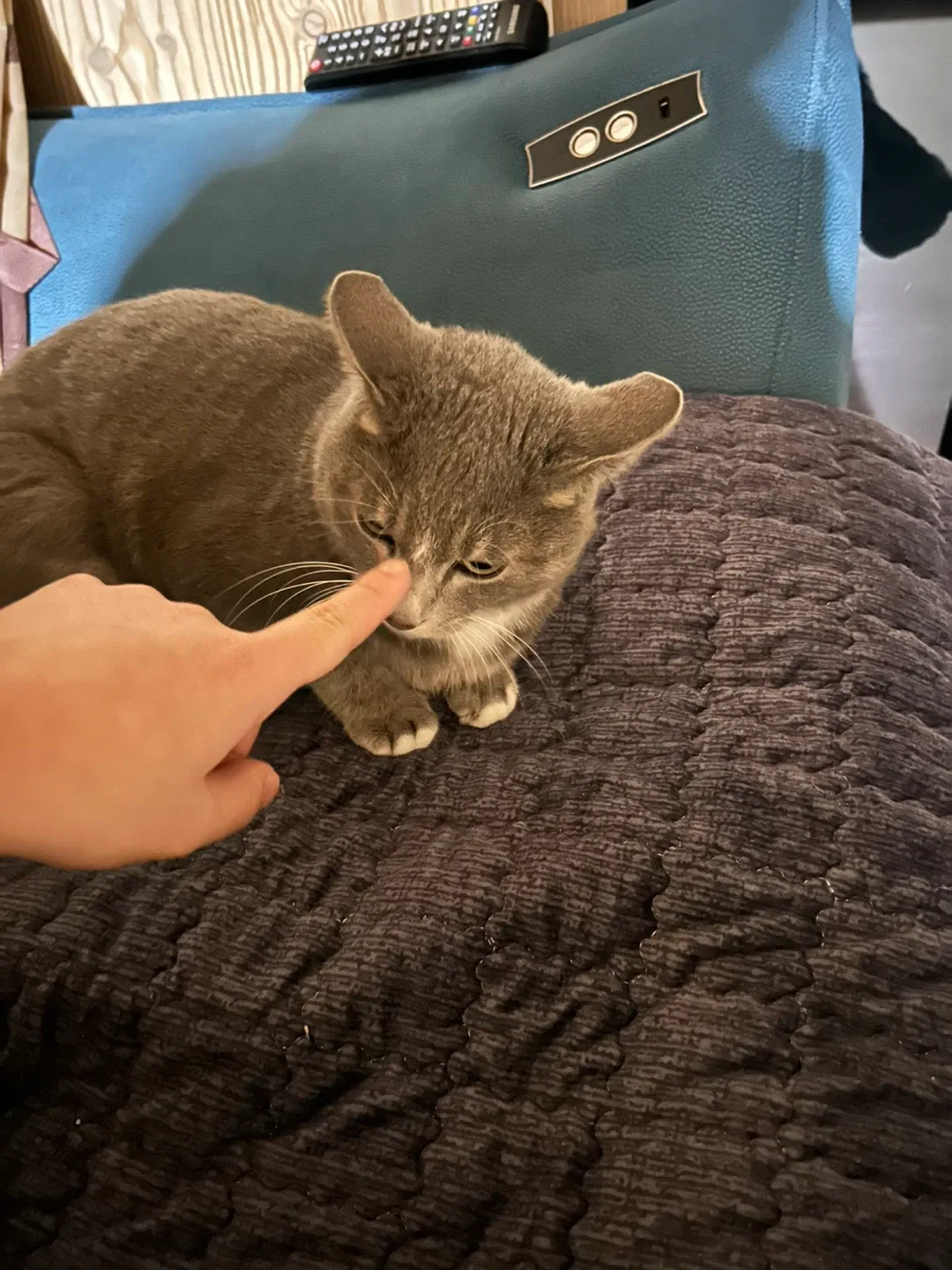 햄북이