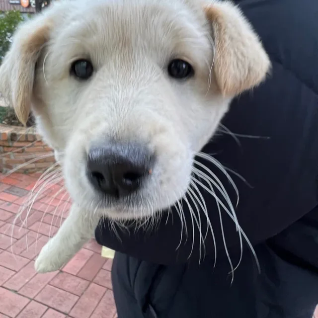 채채