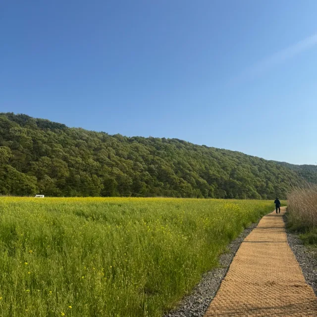 두리당근