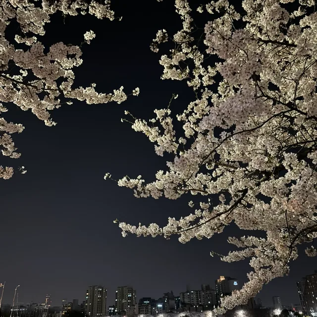 도비는자유에요