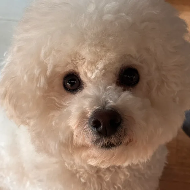 콩식콩식