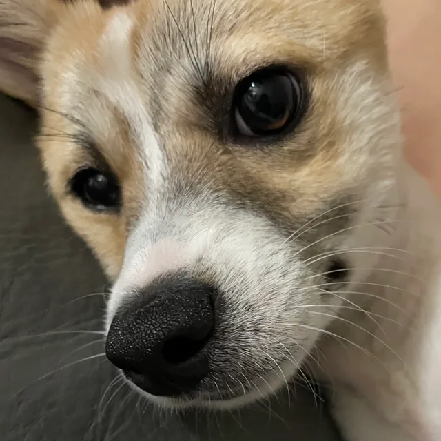 앵두