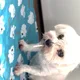 엉진망창