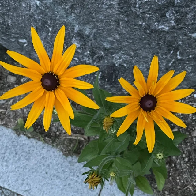 밍이