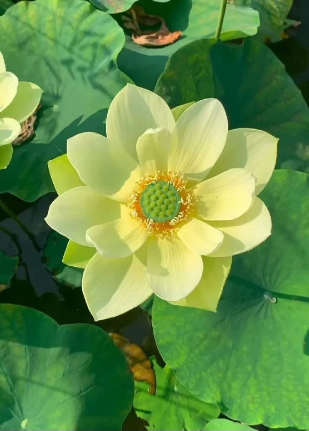 팡팡