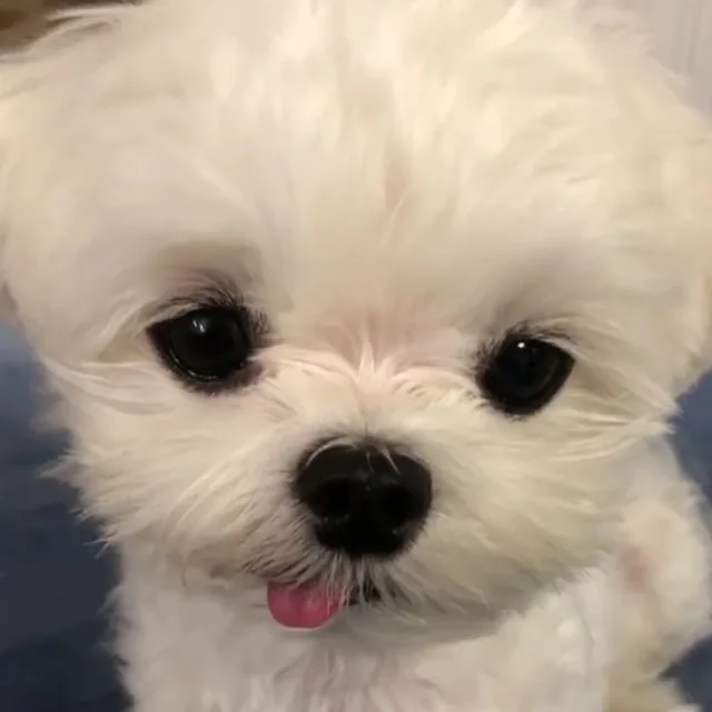 댕1111