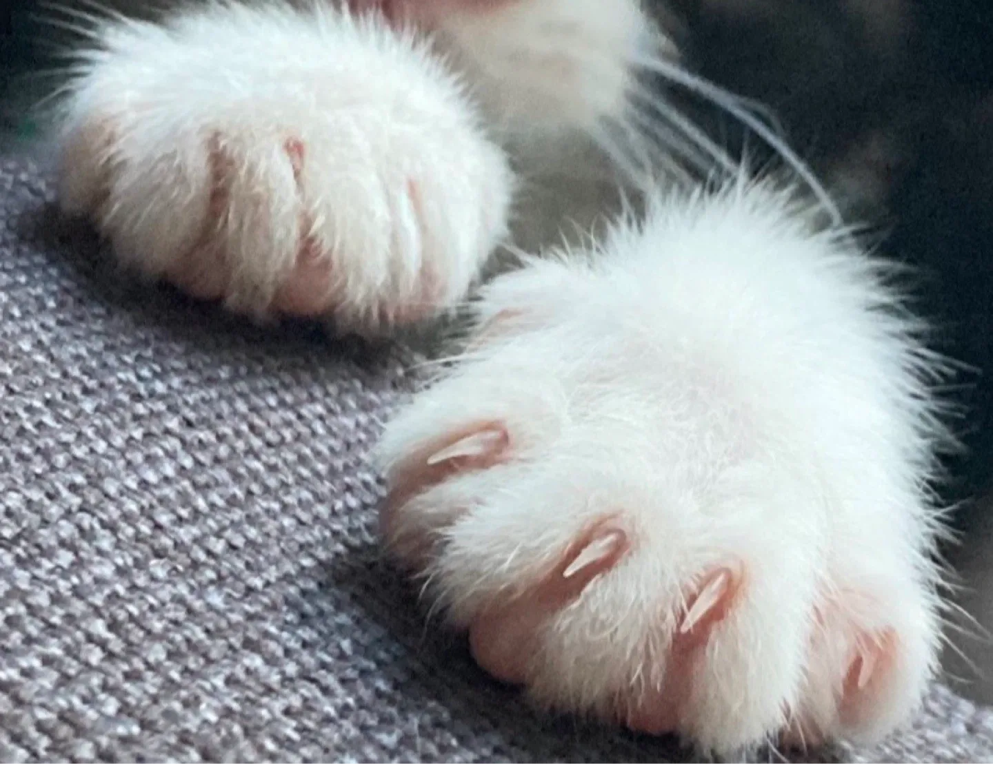 짜쨔