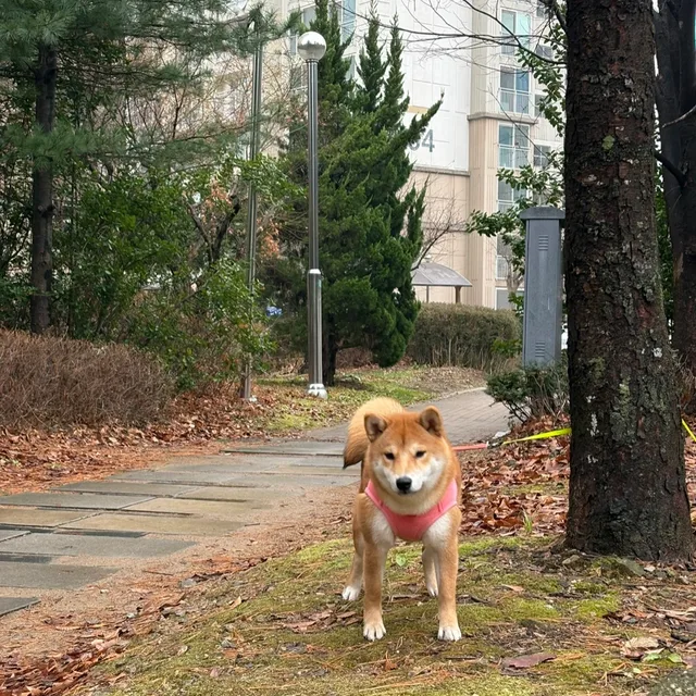 오리불고기