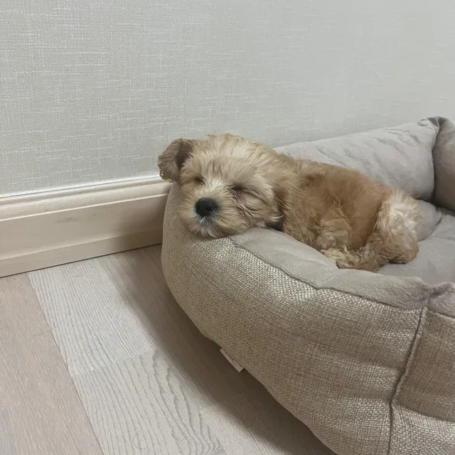 호야