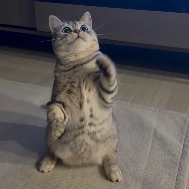 김야옹
