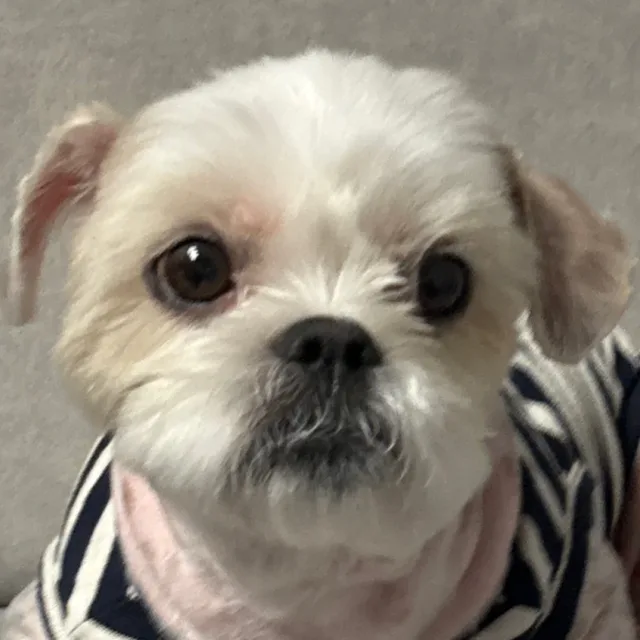 멍터