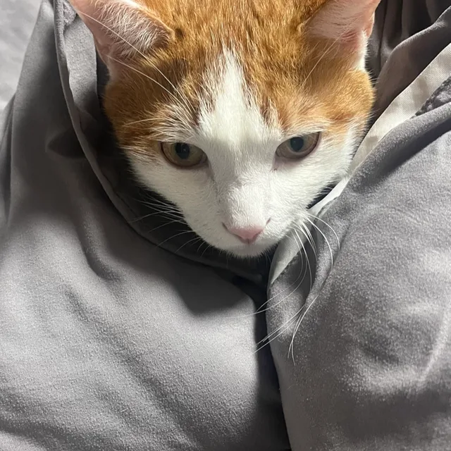 꼬북