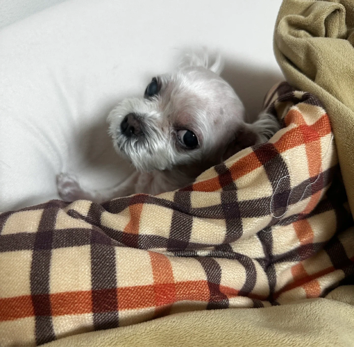 짱짱