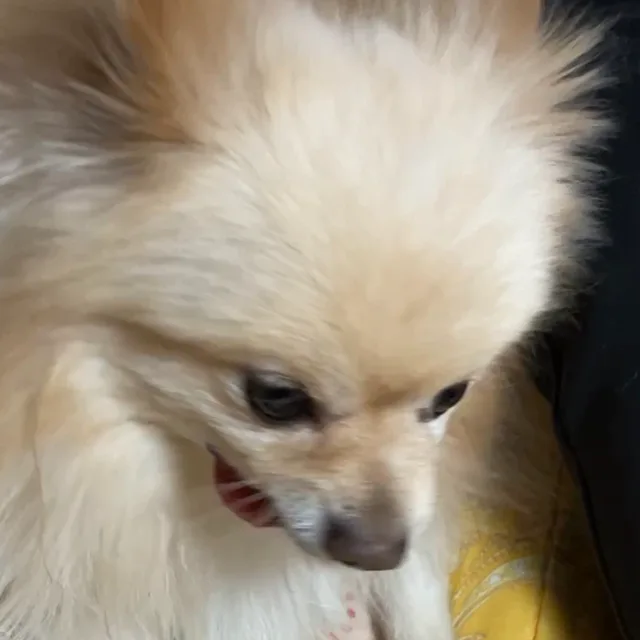 둥이