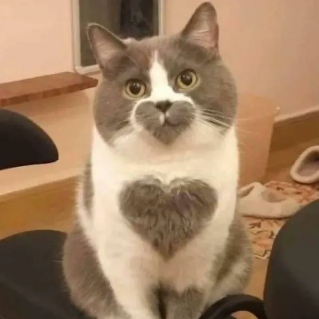감사합니다