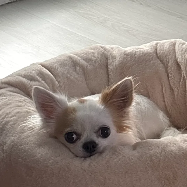 프리제